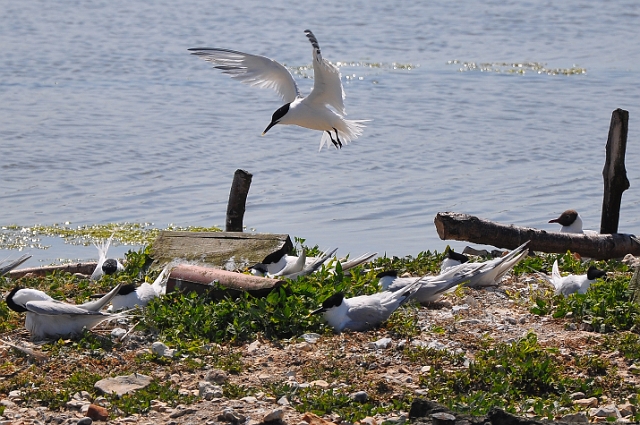 Holiday Dorset_9359_edited-1.jpg - SANDWICH TERNS - BROWNSEA ISLAND